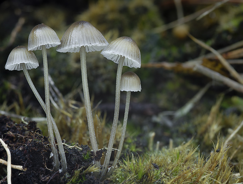 Mycena agrestis